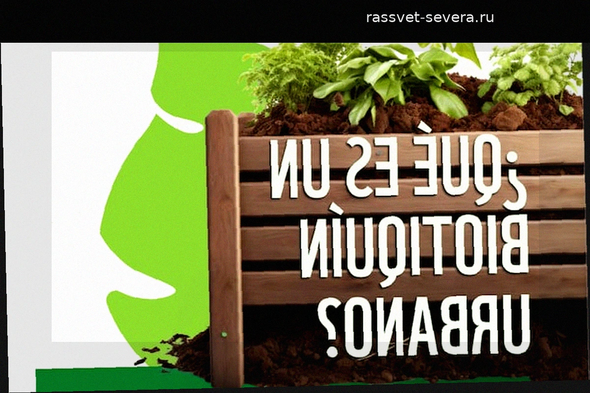 WWF выпустила пособие по лекарственным растениям, которые можно выращивать дома