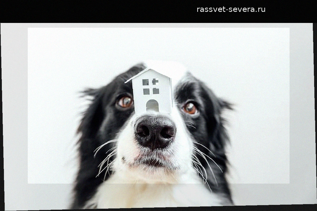 Развитие «умных домов» для домашних животных: как технологии помогают в уходе за питомцами