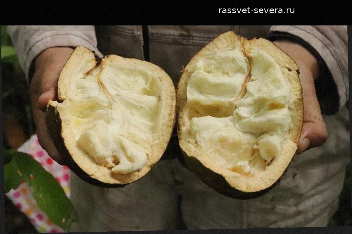 Копоасу: амазонский фрукт, который выглядит как какао, а на вкус напоминает гуанабану и грушу