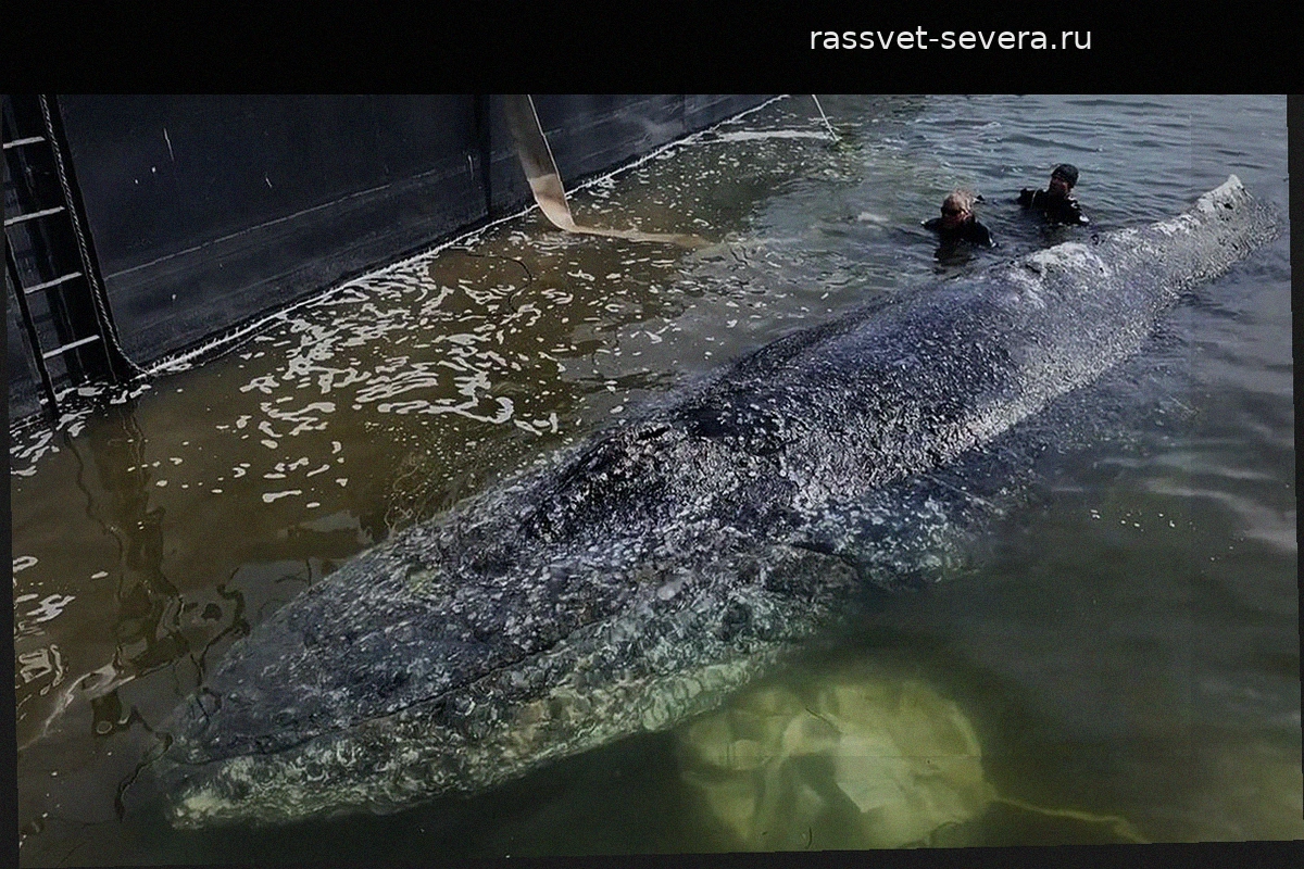 Перспективы спасательной операции для горбатого кита Тимми