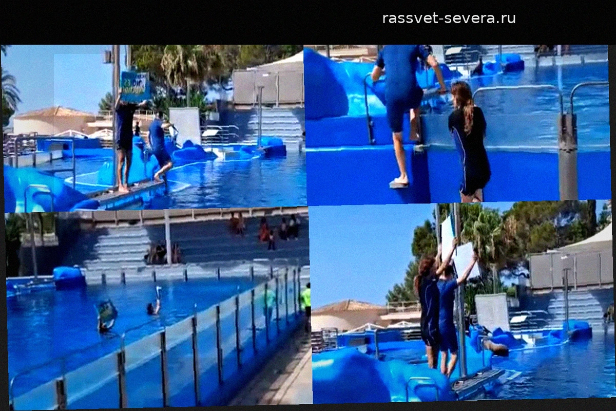 Активисты прервали шоу дельфинов в Marineland Mallorca, назвав его «тюрьмой для животных»