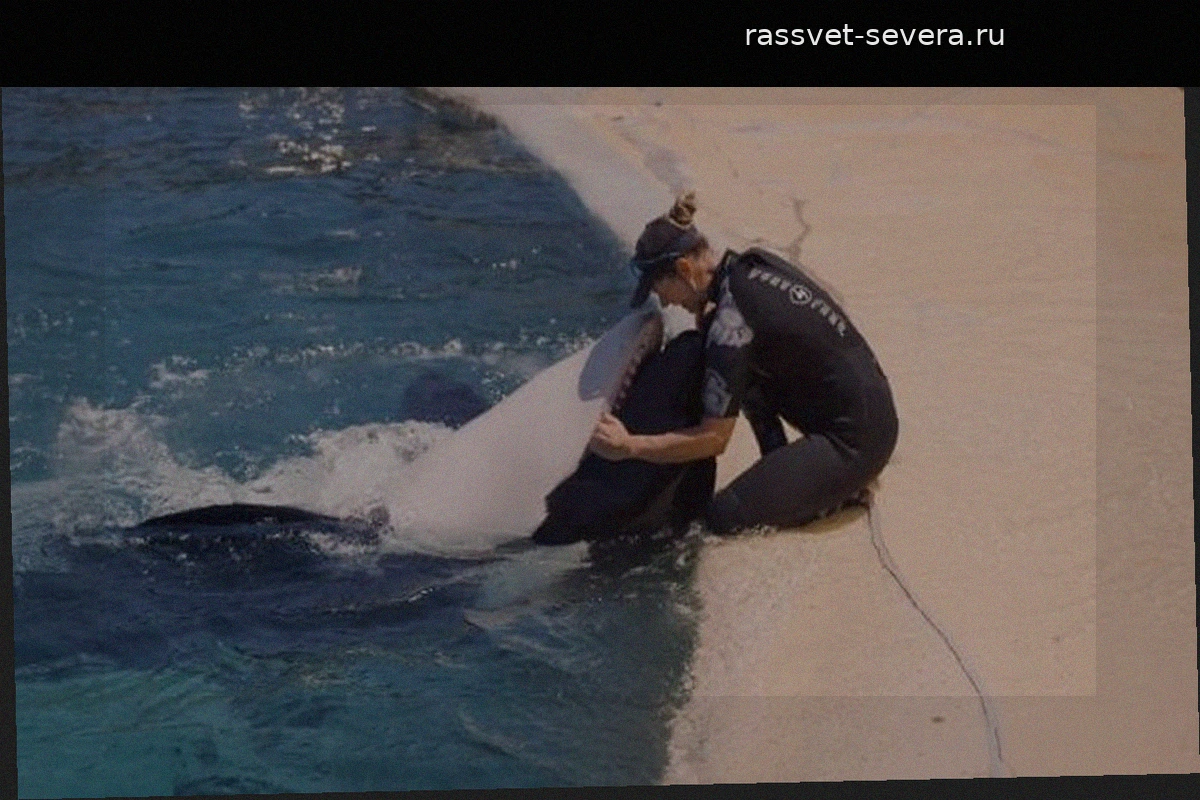 «Лоро-Парк» может принять косаток из Marineland до начала лета при поддержке правительства Испании