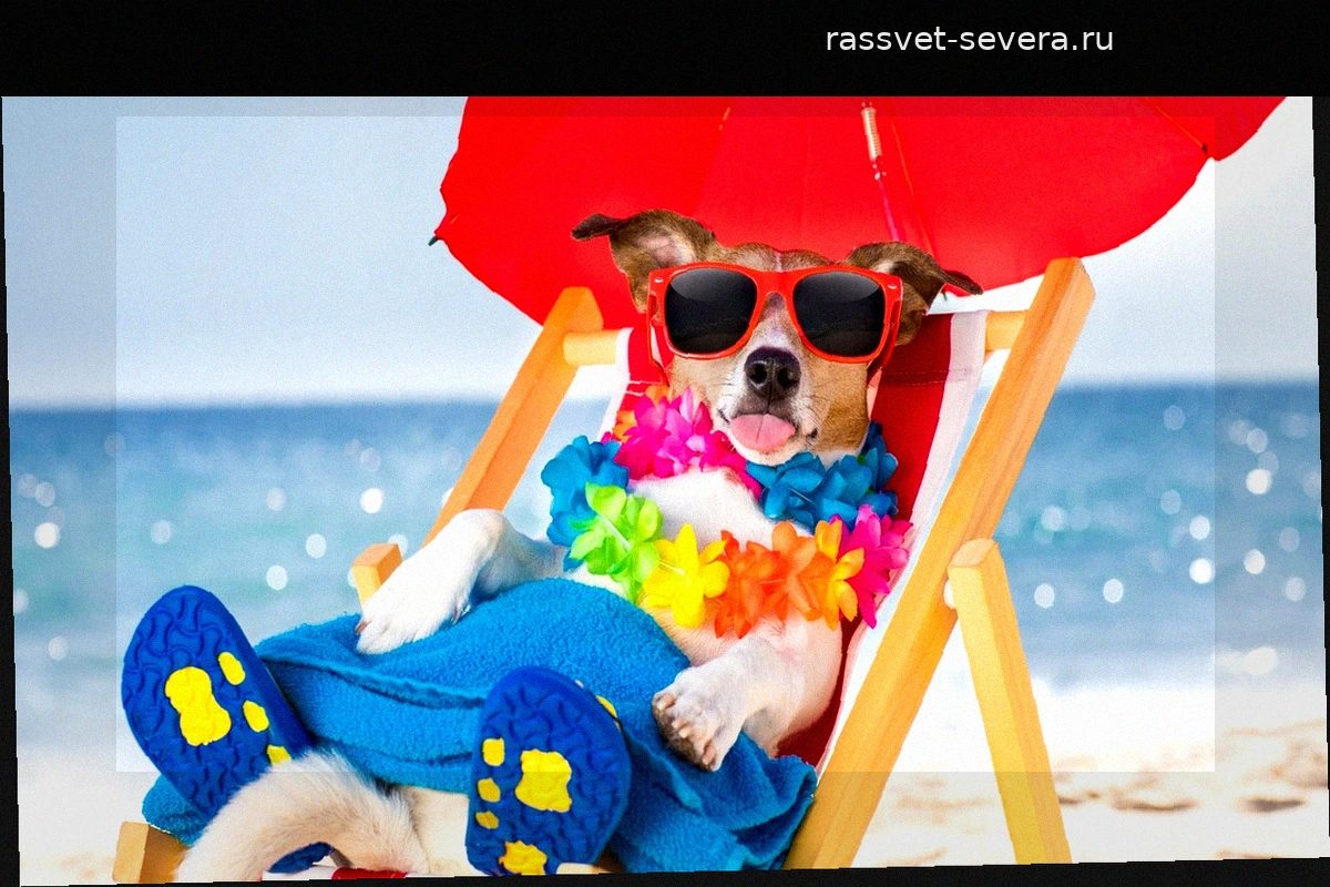 Las mejores playas de Andalucía para ir con tu perro este verano 2026