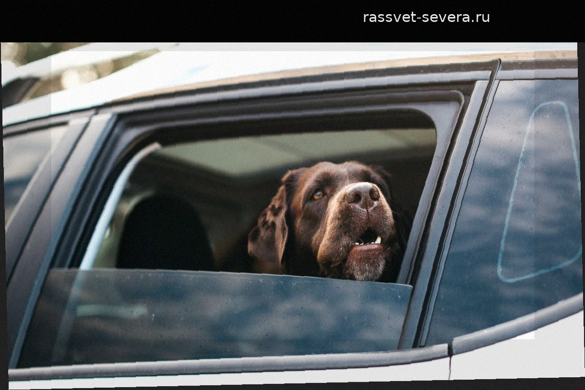 Как правильно подготовить собаку к путешествию: советы экспертов