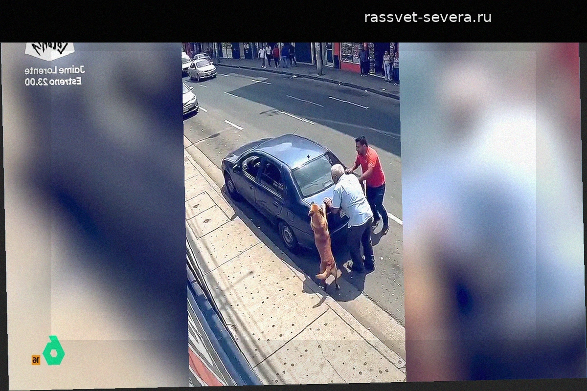 Четвероногий помощник: видео пса, толкающего заглохший автомобиль, покорило соцсети