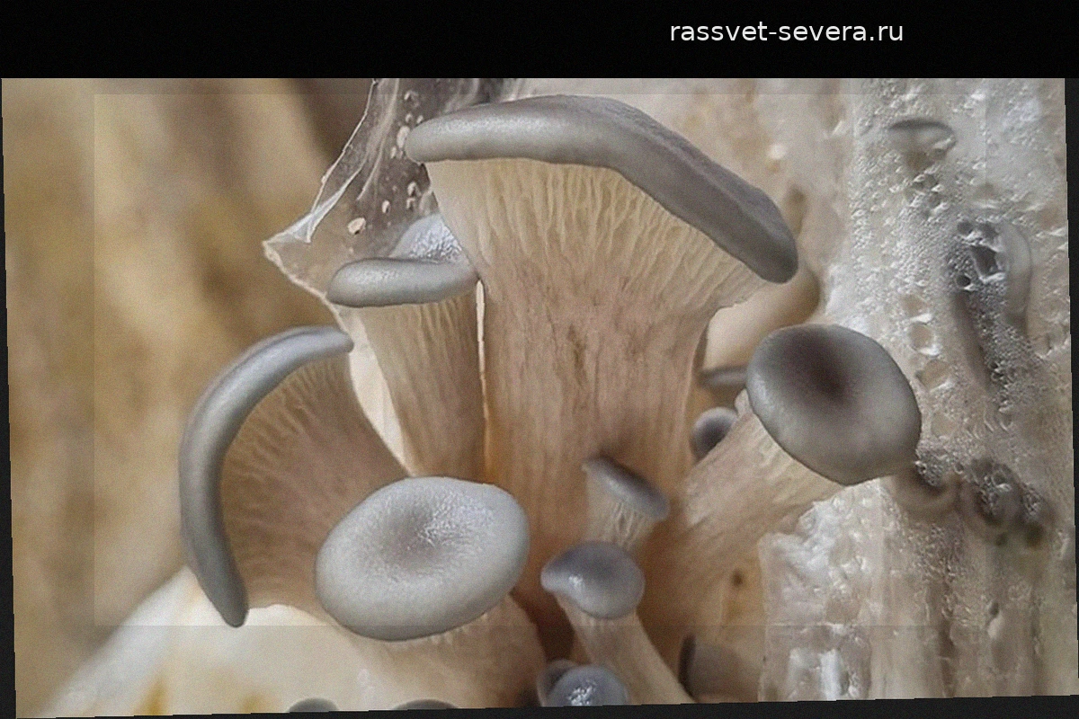 Из сельскохозяйственных отходов в ценный ресурс: колумбийские ученые используют грибы для переработки риса