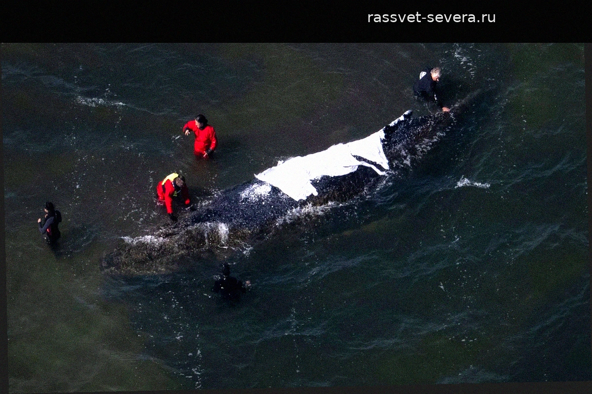 Экозащитники: спасение экосистемы Балтики важнее помощи одному умирающему киту