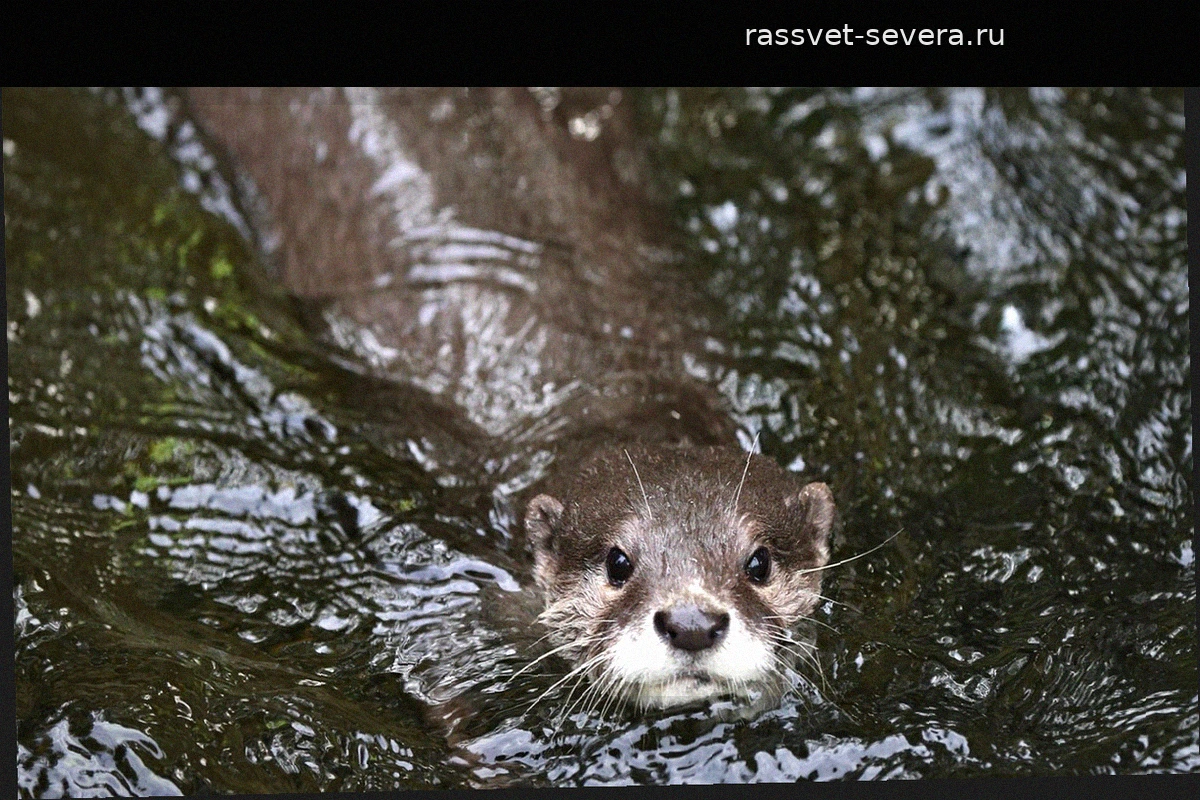 Генетическая экспертиза подтвердила: нашествие нутрий в Калифорнии спровоцировано людьми