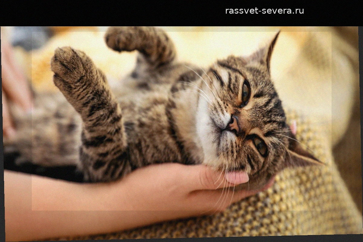 Магия кошачьего мурлыканья: как кошки лечат стресс и дарят благополучие