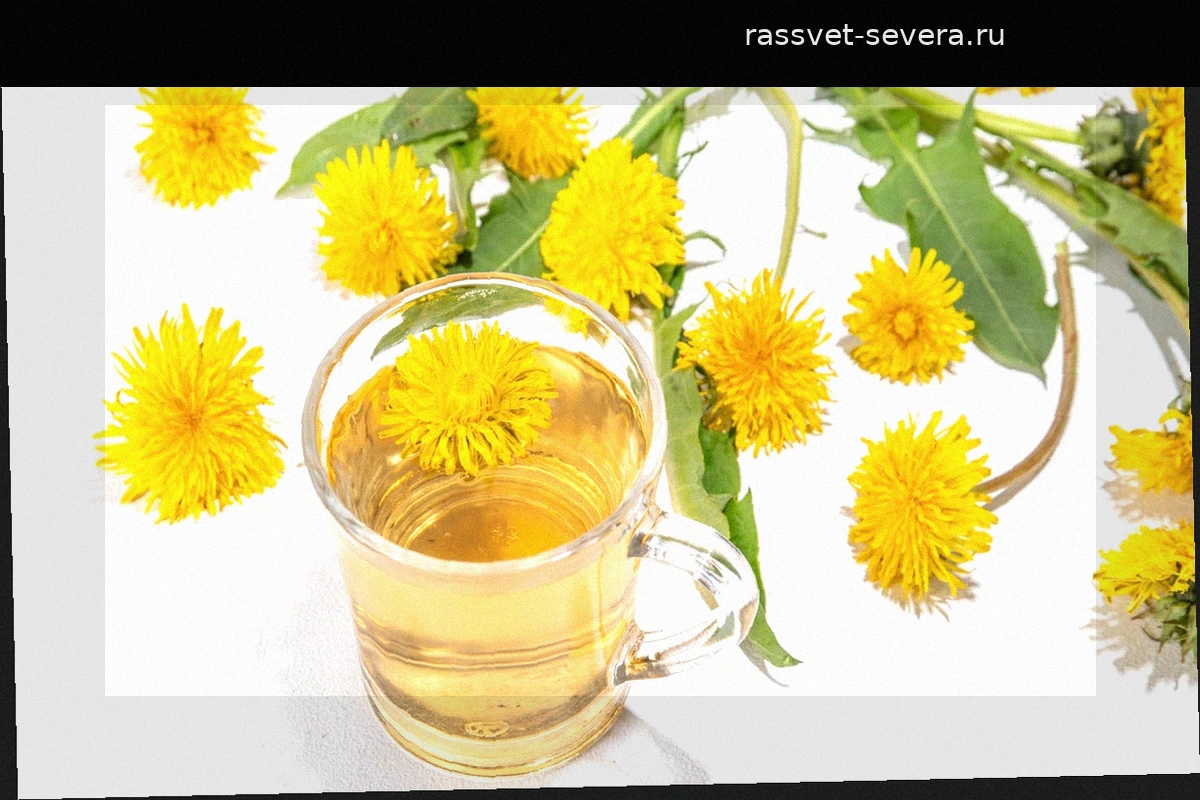 Одуванчик: ценнее, чем мед? Полезные свойства и правила применения