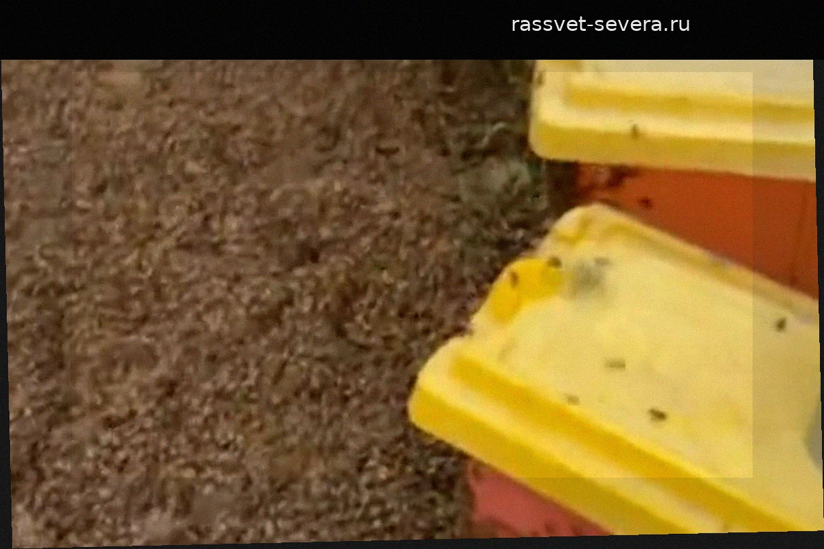 В Техасе перевернулся грузовик с миллионами пчел. Видео