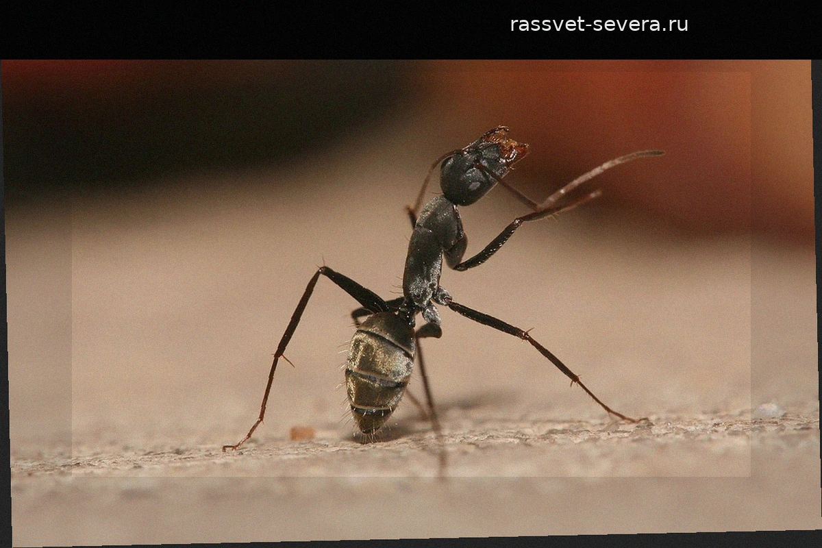 Каковы результаты Трампа в «табеле успеваемости» ко Дню труда?
