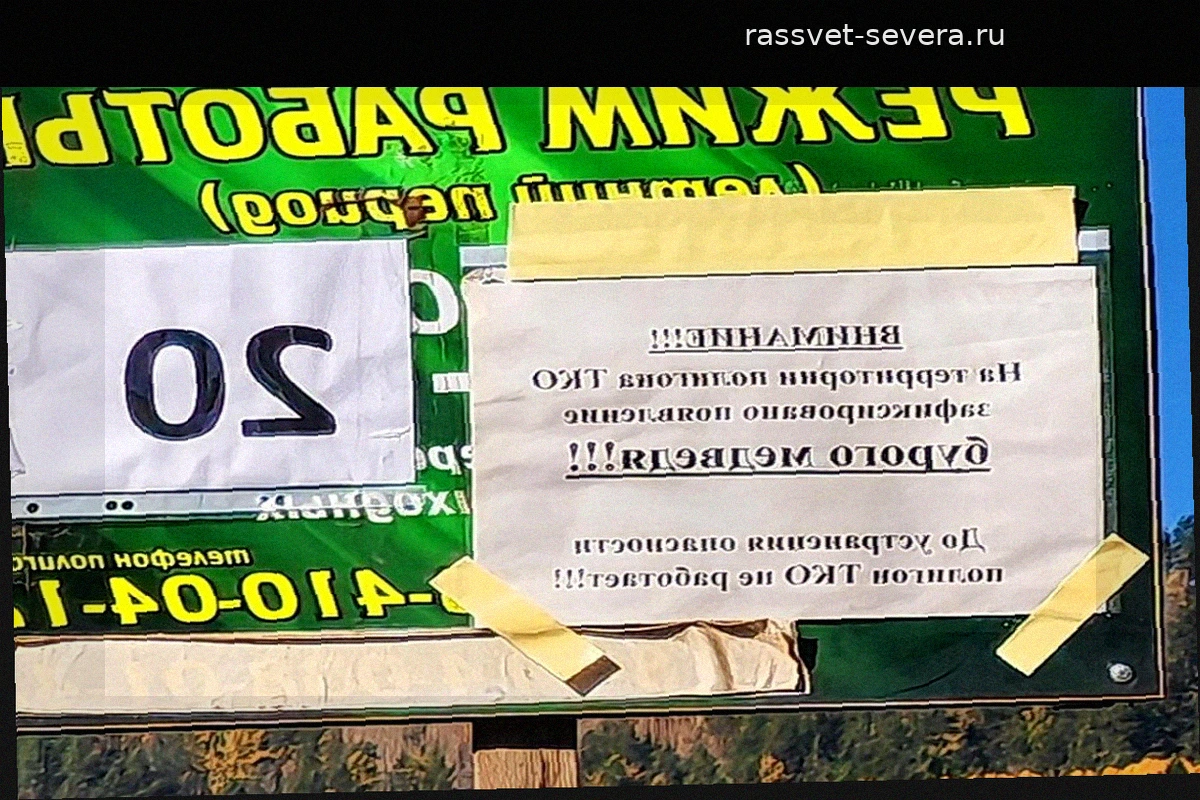 Столуется на свалках и в курятниках: как на Дальнем Востоке справляются с нашествием медведей
