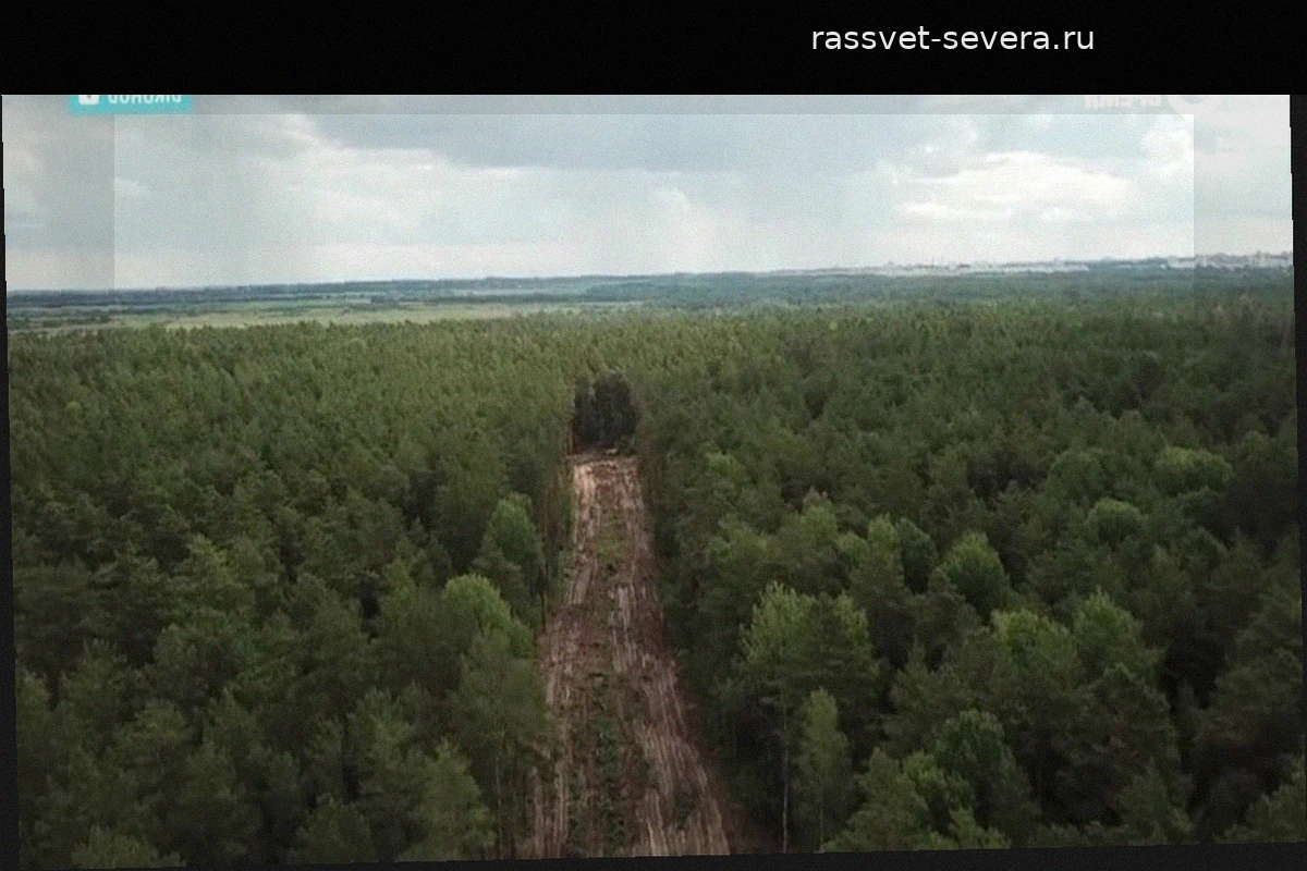 "Часть древесины просто сгнила": Обновленные карты Google Maps зафиксировали масштабное исчезновение сибирских лесов