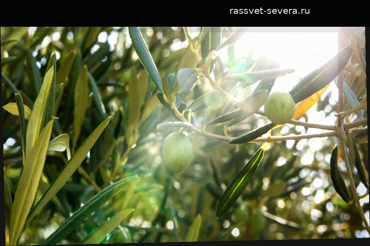 Испания меняет строительные стандарты: дороги и тротуары будут делать из оливкового биоугля