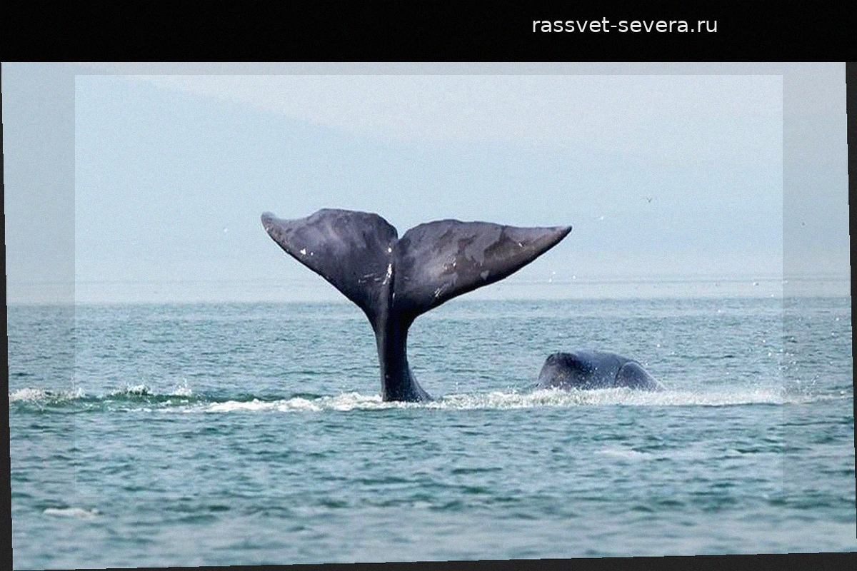В Охотском море осталось менее 400 гренландских китов