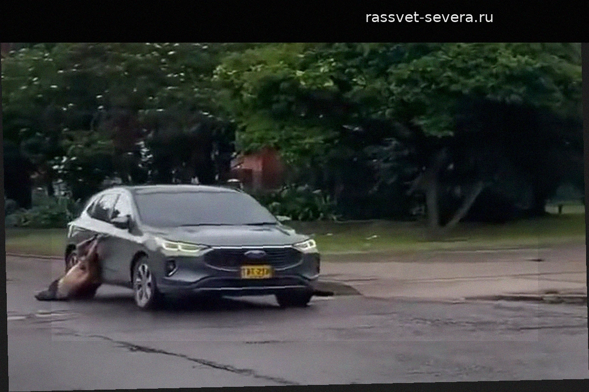 В Боготе социальные службы ищут бездомного, пострадавшего от действий водителя