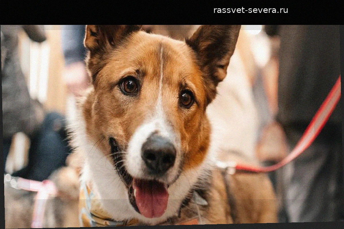 Более 300 животных ищут дом: в Москве пройдет фестиваль WOOF