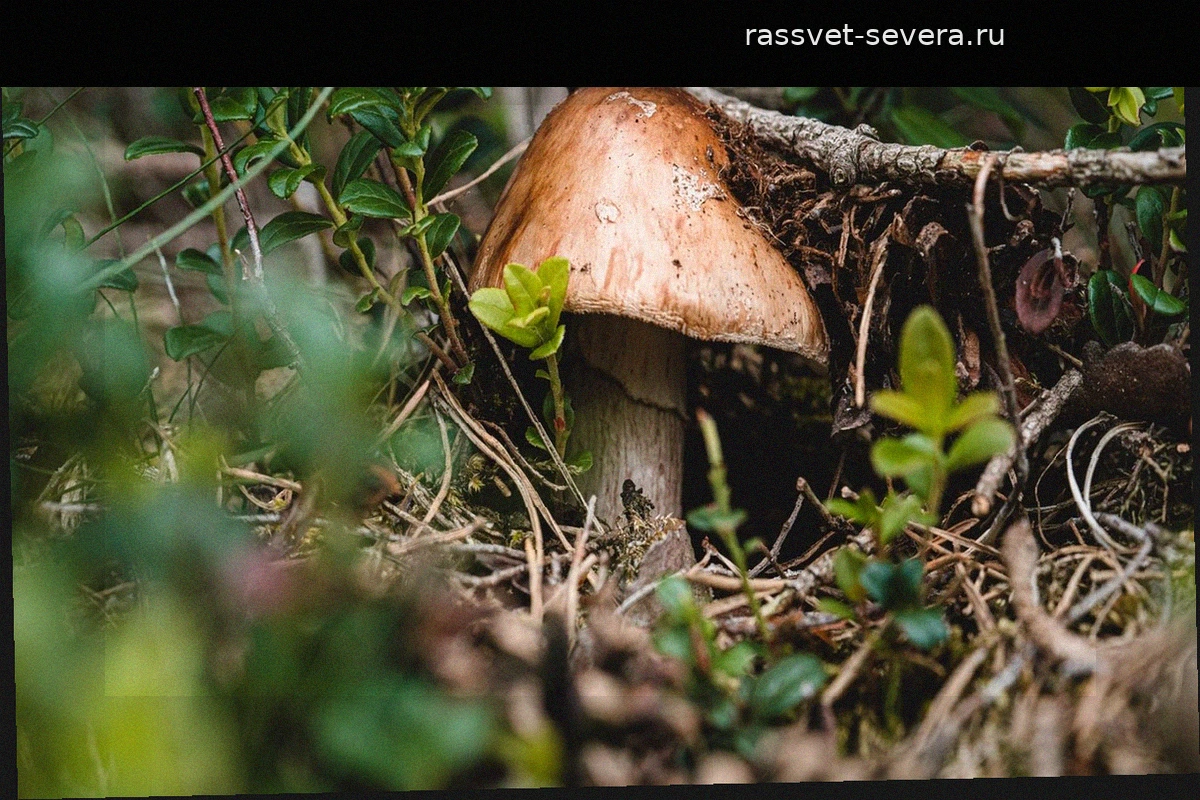Японские ученые обнаружили «электрический язык» лесных грибов