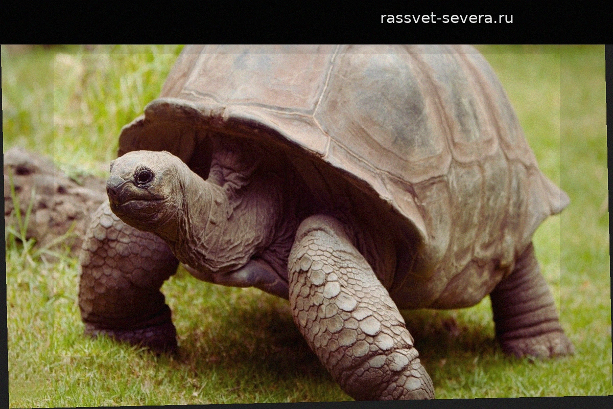 Джонатану 192 года: удивительная история самой старой черепахи в мире