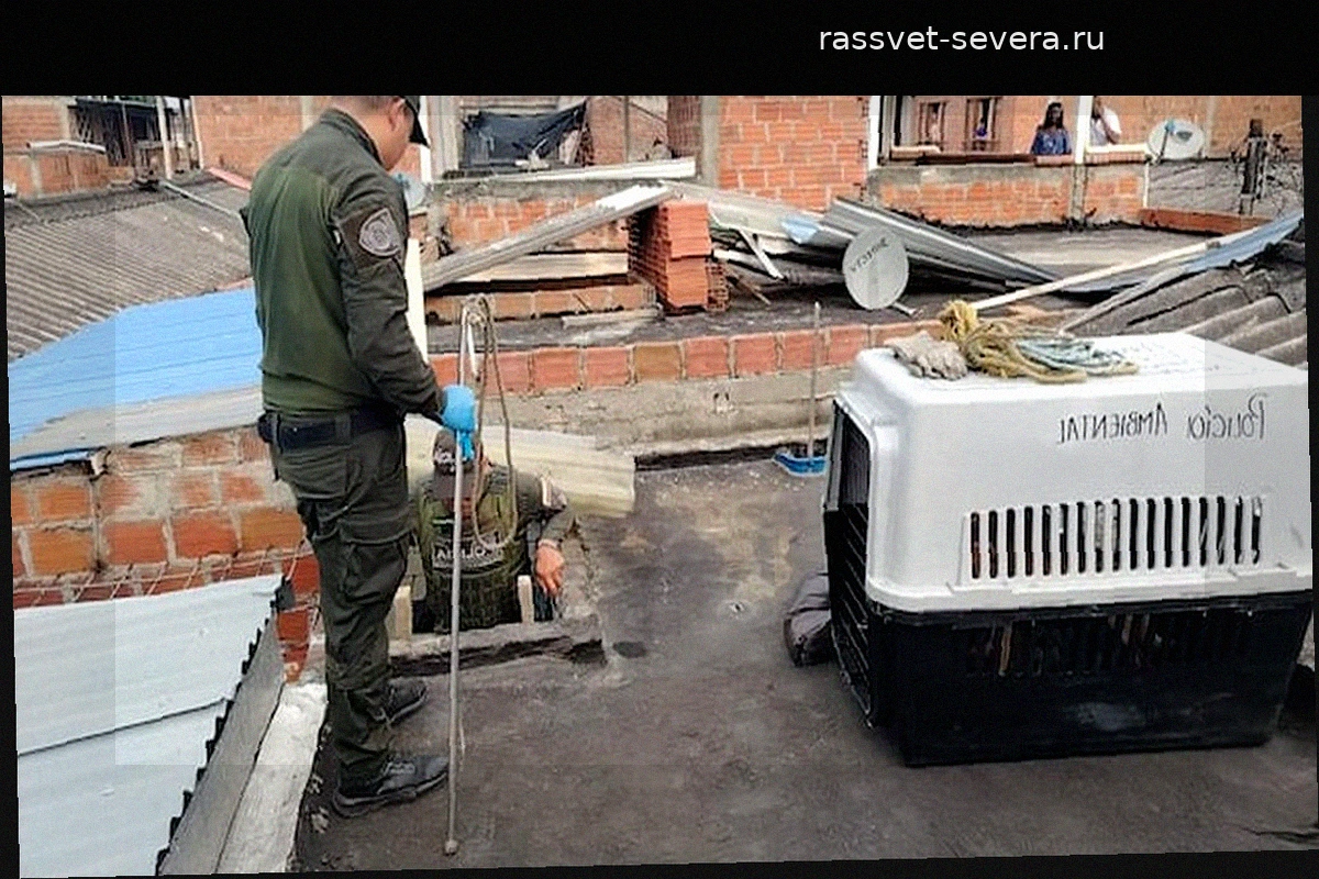 В департаменте Валье спасли четырех собак от жестокого обращения; агрессор задержан