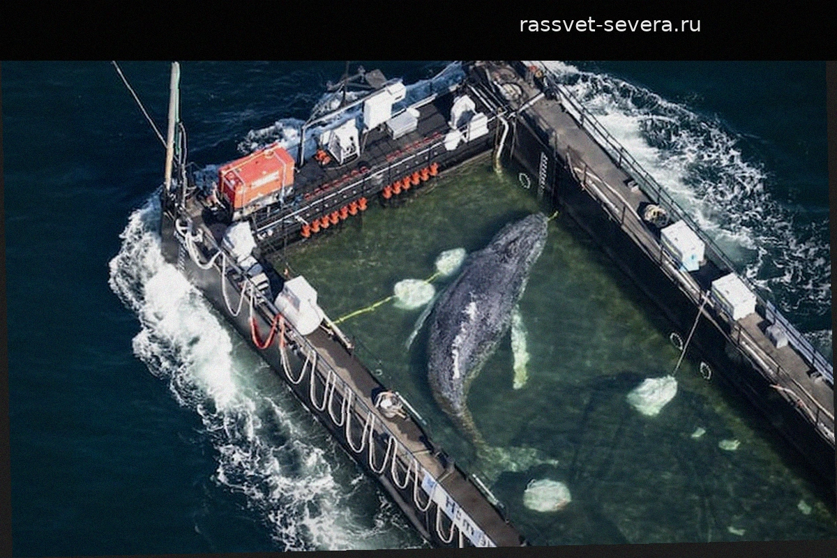 Горбатый кит Тимми погиб после серии попыток спасения у берегов Европы