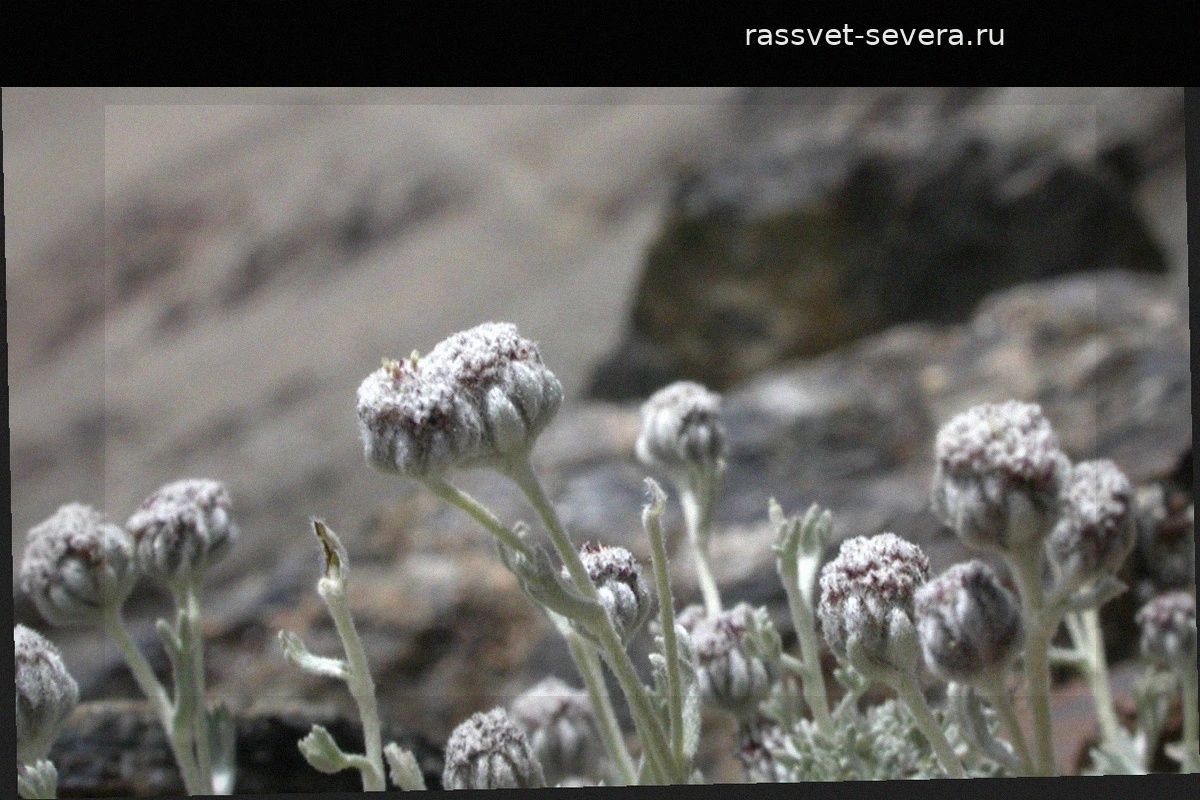 Ромашка Сьерра-Невады: Редчайшее растение Андалусии на грани исчезновения