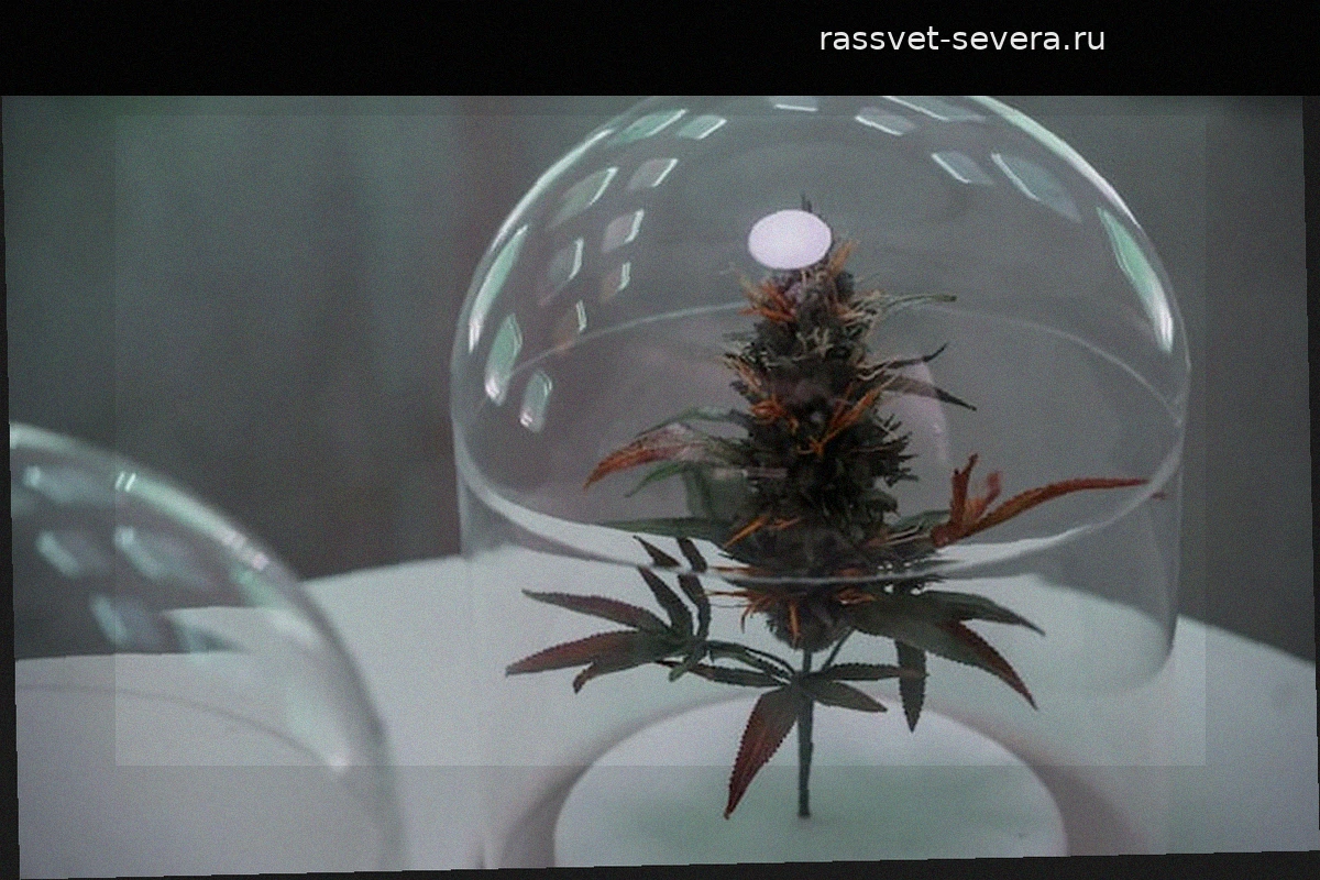 Трамп изменил правила оборота марихуаны: кто стоит за этим решением?