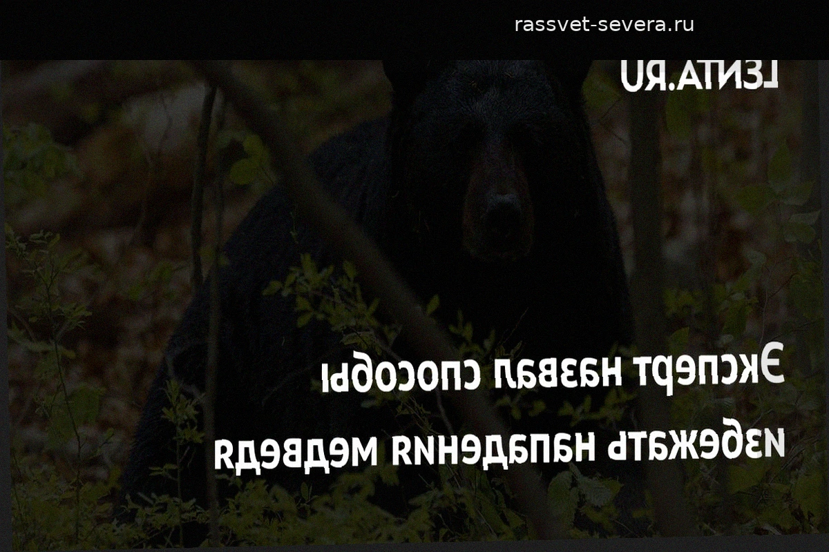 Как не спровоцировать нападение медведя