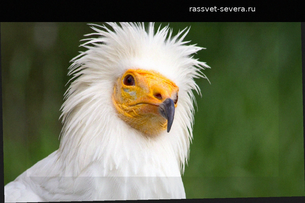 Важный этап для испанской зоологии: 15 стервятников перевезены из Италии в Эстремадуру для восстановления популяции